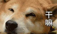  柴犬一集表情图片专题