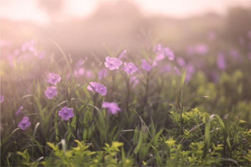  2021年3月11日财神进门,运势风起云涌,生活美滋滋的生肖排行榜