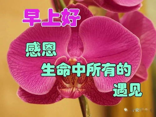  2021非常唯美的漂亮花朵早安问候语动态图片表情,微信暖心的早安问候语短信