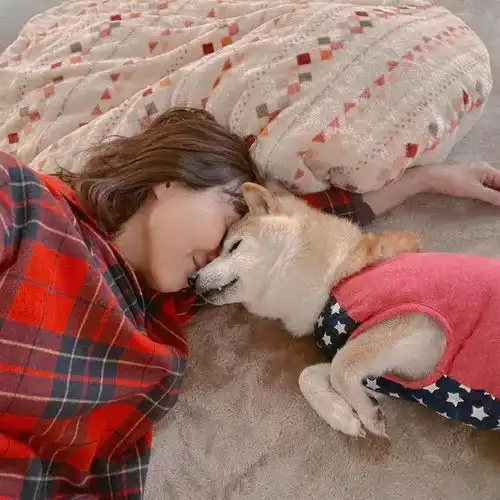  doge表情包柴犬生命垂危陪伴我们10年的表情包要离开了吗