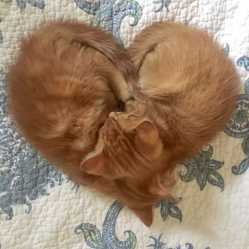  猫咪的背影杀真的怎么都看不够啊
