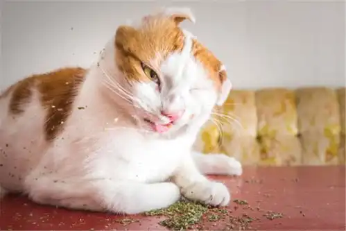 打滚表情包猫猫猫草