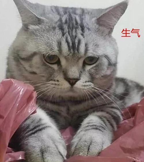  主人忘记准备猫粮,猫咪表情渐渐凝固宝宝委屈,哄不好的那种