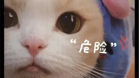  mur猫表情包合集沙雕小猫表情包