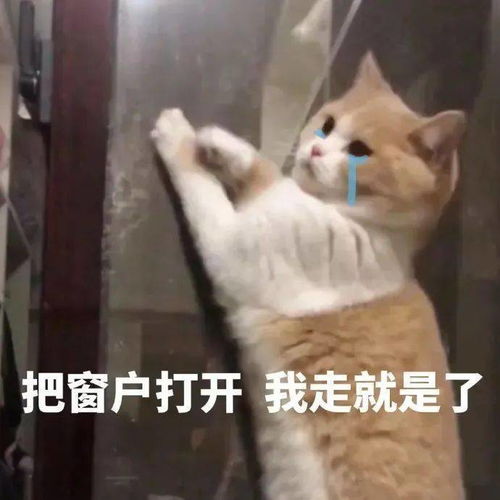 猫猫表情包大合集,一整周都不用打字啦