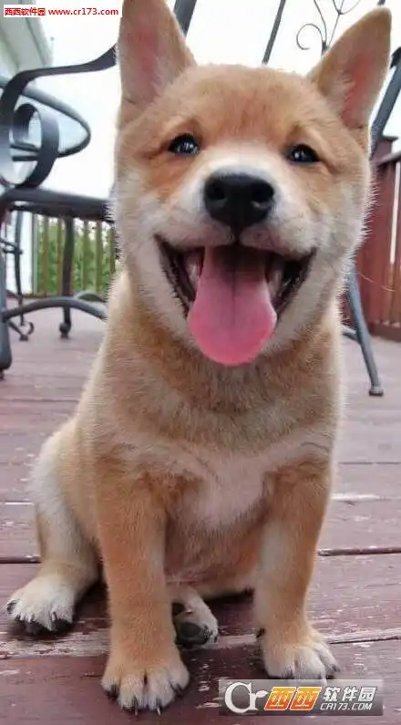  柴犬搞笑表情包