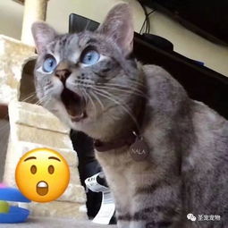  当微信表情遇上猫咪,竟然被演绎的淋漓尽致