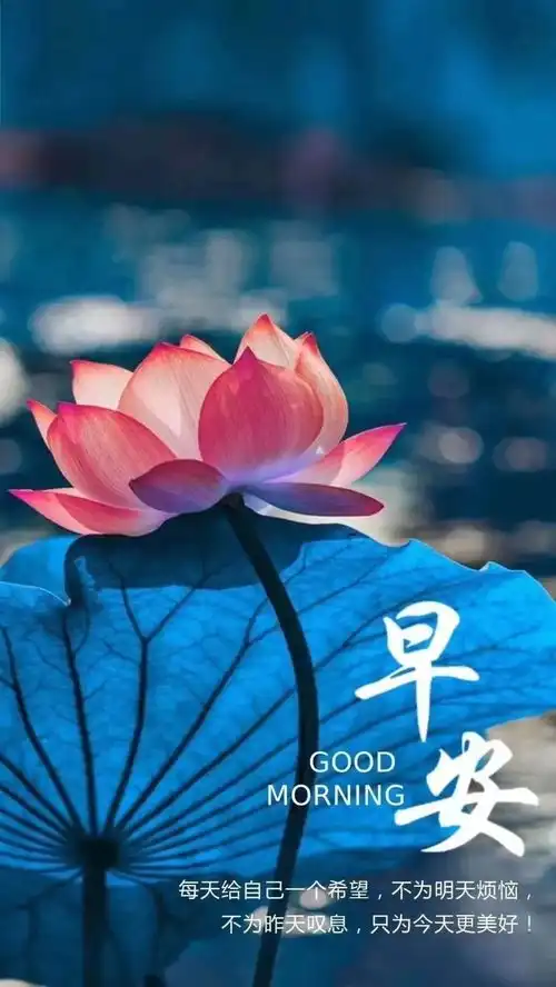  早上好图片大全表情包,早上好问候语文字带阳光图片