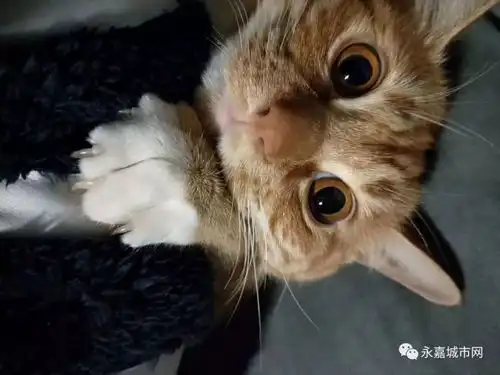  这只可爱的喵咪快回家吧你的主人在等你