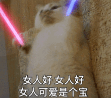 破防猫猫头表情包抖音
