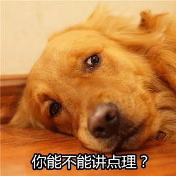  一波吵架专用大金毛表情包,收藏总有一天用的上