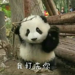 小鹿乱撞表情包熊猫