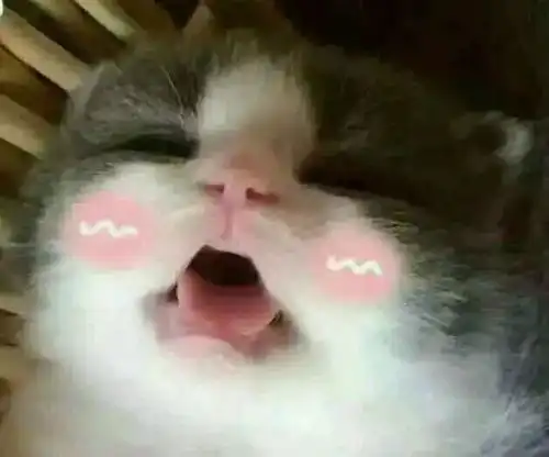 可爱喵咪表情包小猫咪