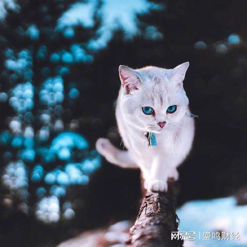  猫咪为什么喜欢被拍屁屁