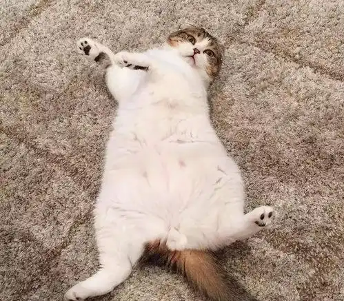  猫咪对你露肚皮,就是喜欢你那是你自作多情了
