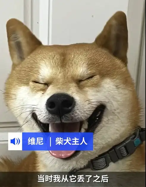  上海一柴犬逃去别墅区半小时挑好新家,主人我是不是耽误你了