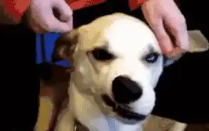 狗狗最有心机的一面你若不关心我,我就会吃便便,然后再舔你