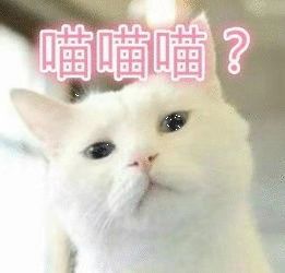 看完惊奇队长的你还敢吸猫吗
