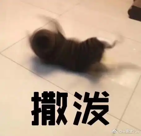 打滚表情包猫猫豹子胆