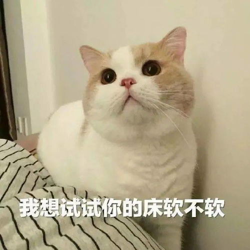  爱猫人士点击就看可爱小猫