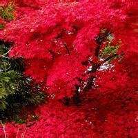 一片枫叶头像图片红叶