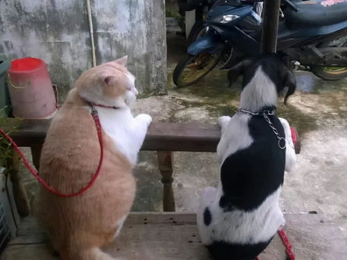  见过姥姥养的狗狗和猫咪后,我才明白啥叫偏心真不愧是橘座